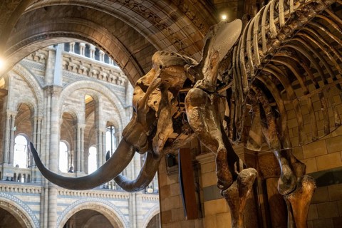 Mammoth skeleton