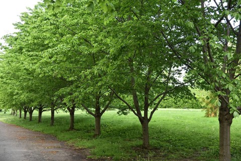 Spring at Snug Harbor Cultural Center and Botanical Garden