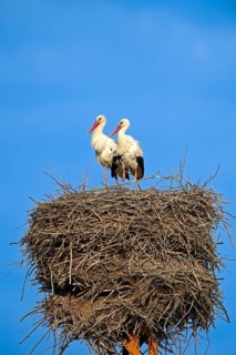 White storks