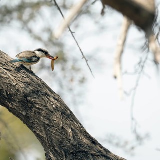 Striped kingfisher