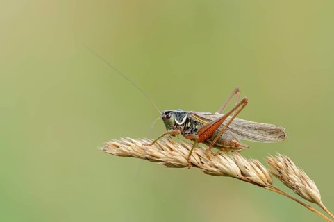 Roesel's bush-cricket