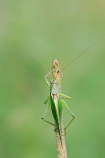 Great green bush cricket