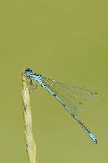 Azure damselfly