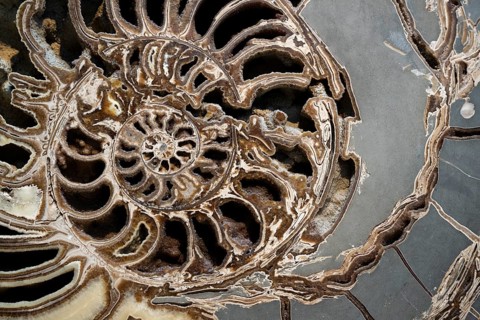 Ammonite