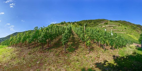 Grape vines