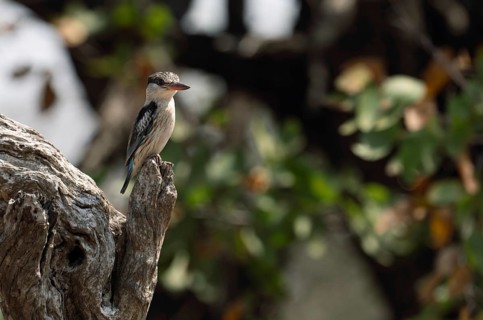 Striped kingfisher