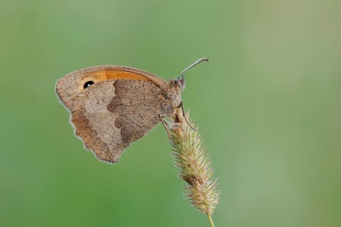 Meadow brown