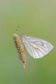 Green-veined white