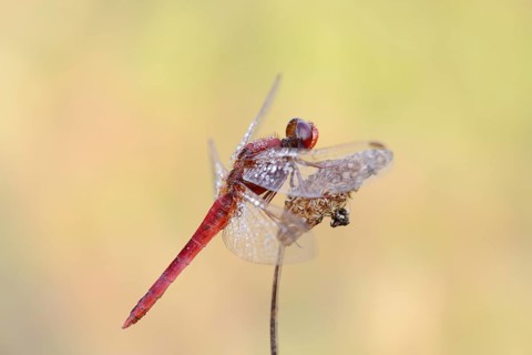 Scarlet dragonfly