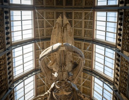 Blue whale skeleton