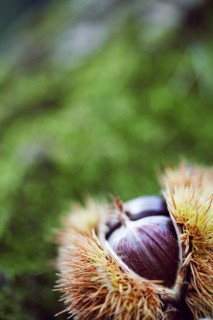 Sweet chestnut