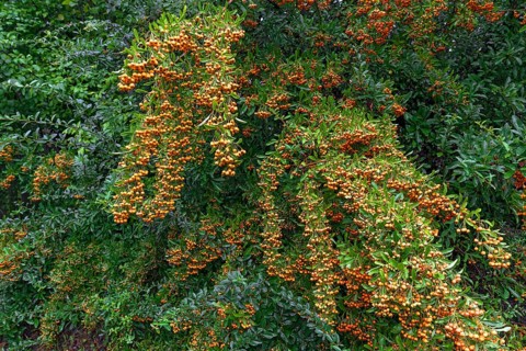 Firethorn