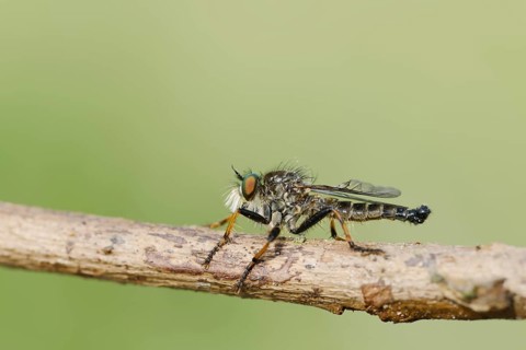 Garden robber fly