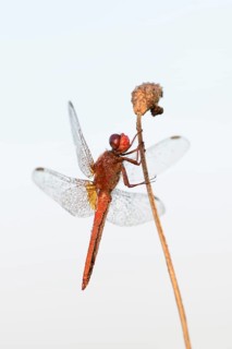Scarlet dragonfly