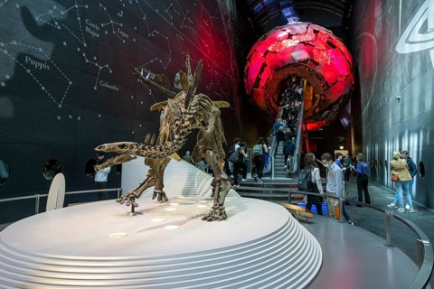 Skeleton of a Stegosaurus dinosaur