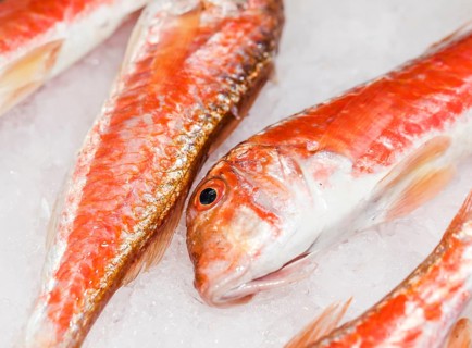 Close up fresh red fish ice