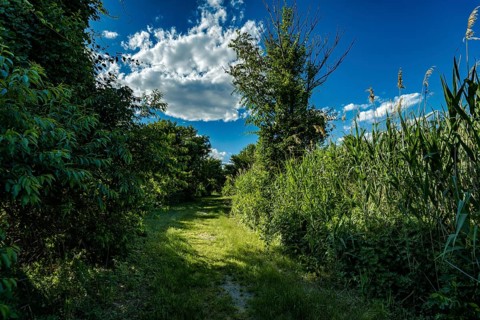 On the Millstone Trail towards the Dead Horse Bay off the Barren Island and Floyd Bennett Field. Brooklyn