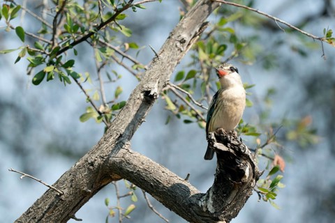 Striped kingfisher