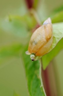 Common amber snail
