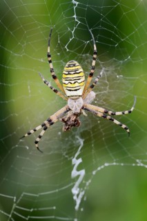 Wasp spider