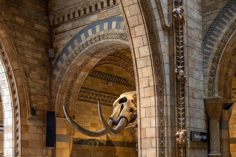 Mammoth skeleton