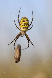 Wasp spider