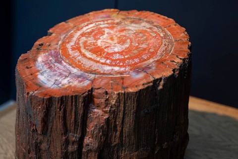 Petrified tree