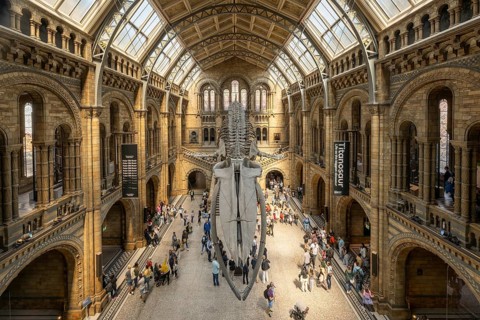 Blue whale skeleton