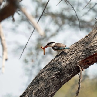 Striped kingfisher