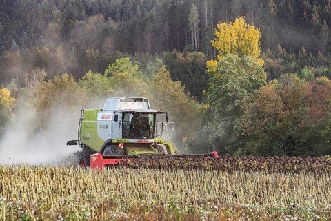 Harvesting sunflowers