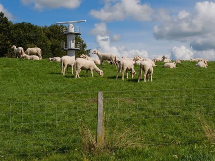 Sheep