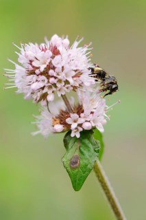 Common furrow bee or common narrow bee
