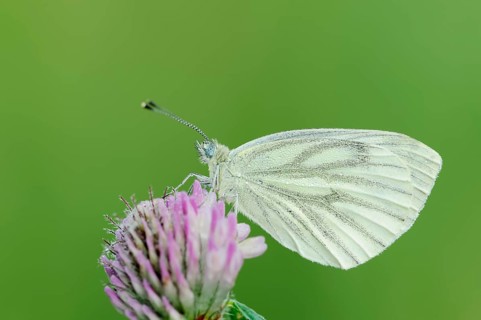 Green-veined white
