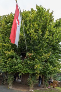 Franconian flag at the historic dance lime tree with dance floor