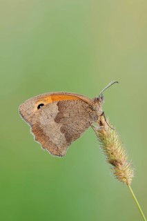 Meadow brown