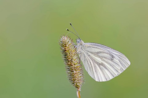 Green-veined white