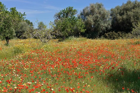 Flowering meadow with poppy flowers