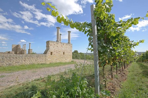 Vine with tendrils
