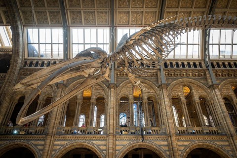 Blue whale skeleton