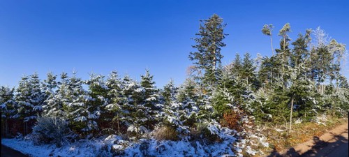 Snow-covered european silver firs