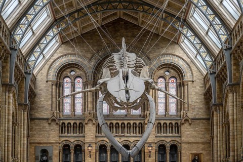 Blue whale skeleton