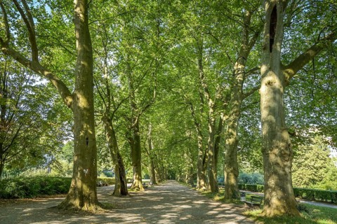 Plane Tree Avenue
