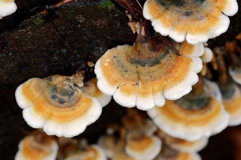 Plicatura fungus