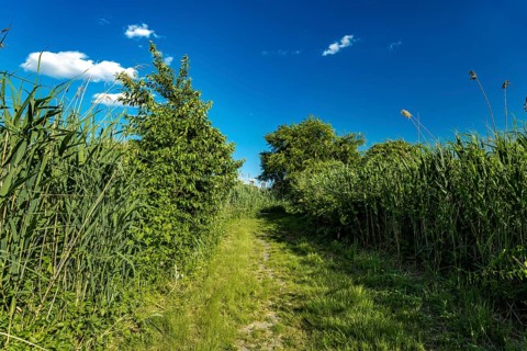 On the Millstone Trail towards the Dead Horse Bay off the Barren Island and Floyd Bennett Field. Brooklyn