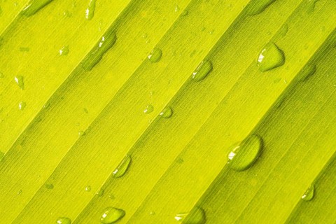 Close up green banana leaf