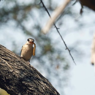 Striped kingfisher