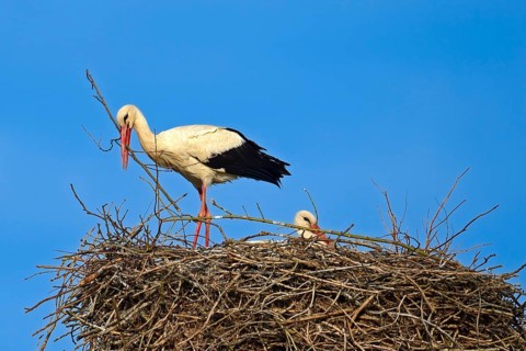White storks