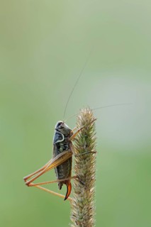 Roesel's bush-cricket