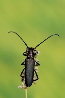 Musk beetle