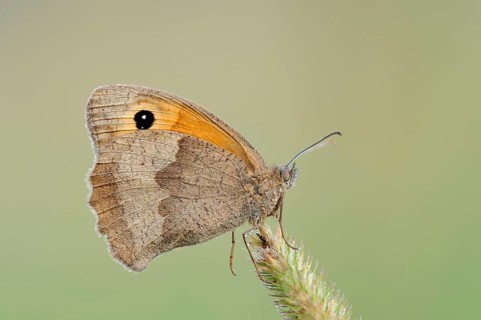 Meadow brown